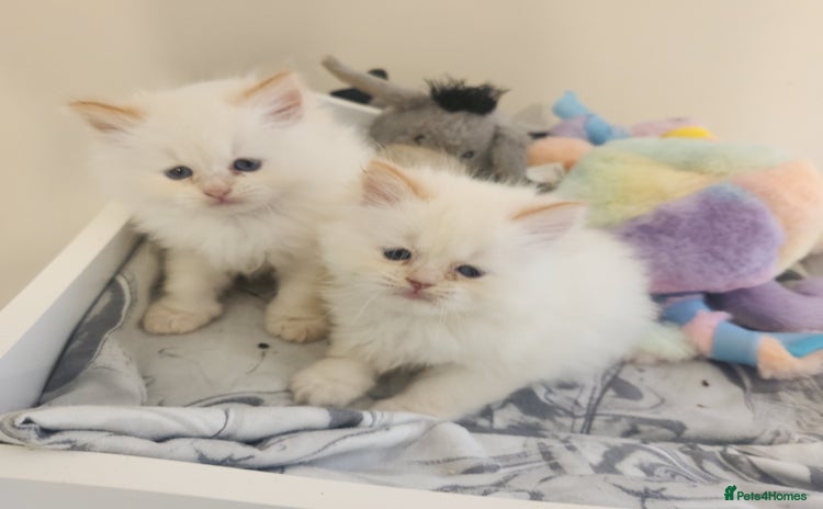 Persian cats - Advert 11