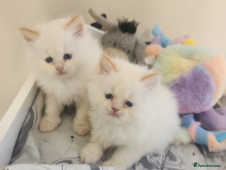 Persian cats - Advert 32