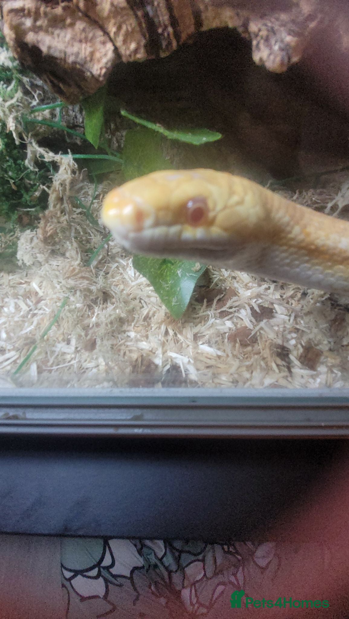 Corn Snake reptiles Corn snake - Advert 1