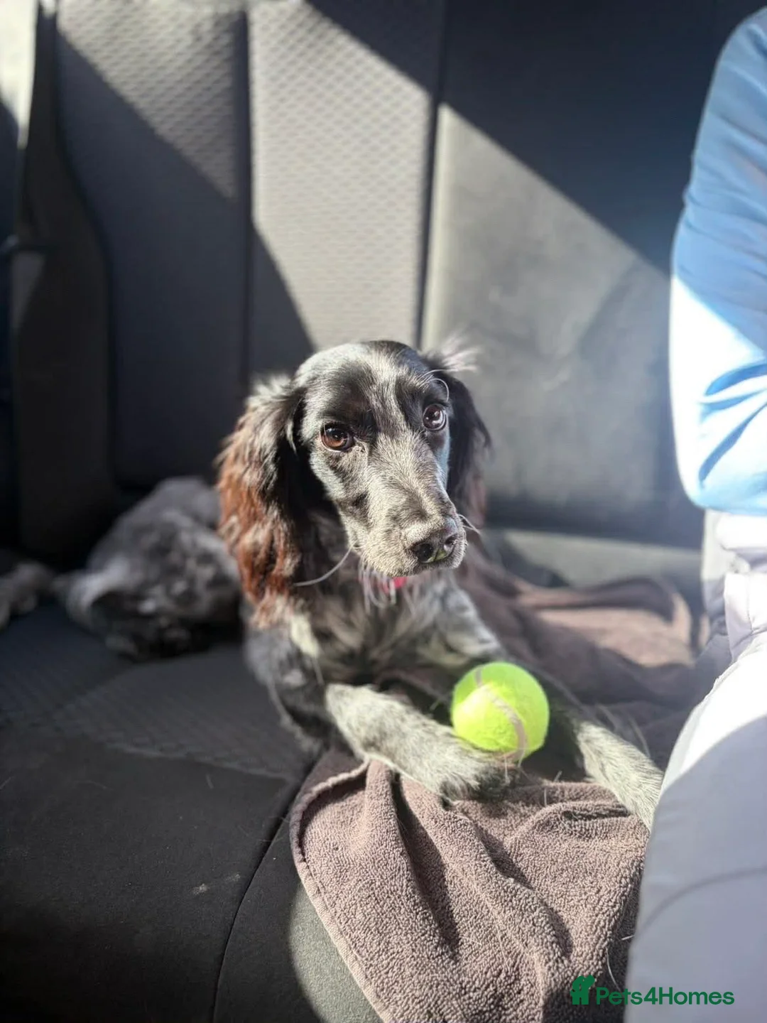 Cocker Spaniel dogs for sale: 7 months old female Cocker spaniel  in Wigan - Advert 1