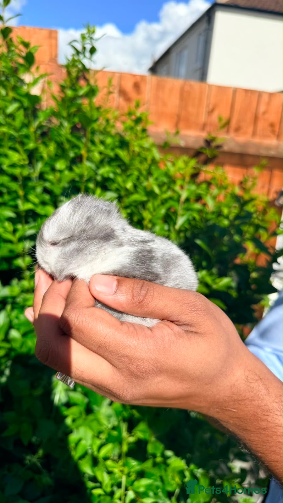 Mixed Breed rabbits 4 Baby Bunnies Seeking Loving Homes - Advert 4