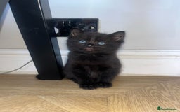 Mixed Breed cats for sale: 3 mixed tabby kittens. - Image 2
