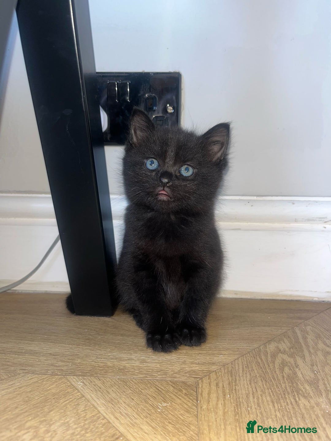 Mixed Breed cats for sale: 3 mixed tabby kittens. - Image 2