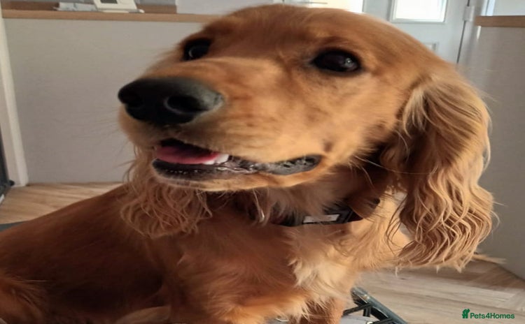 Cocker Spaniel dogs - Advert 1