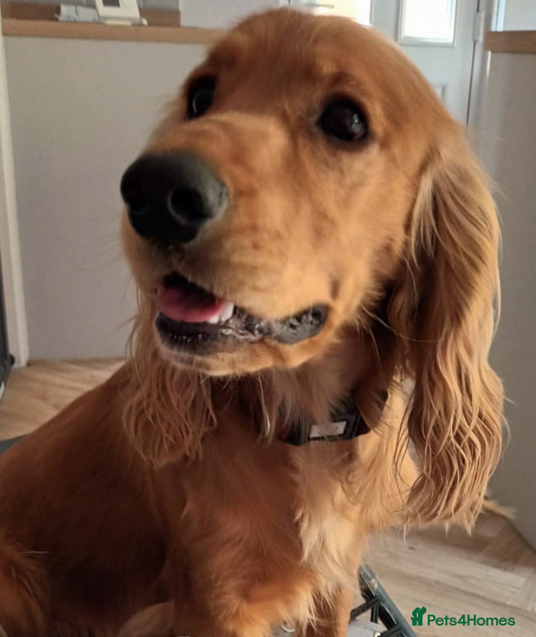 Cocker Spaniel dogs for adoption: Gorgeous George wants a new loving forever home - Image 1