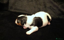 Biewer Terrier dogs for sale: Stunning Biewer girl Licensed breeder Health test  - Image 6