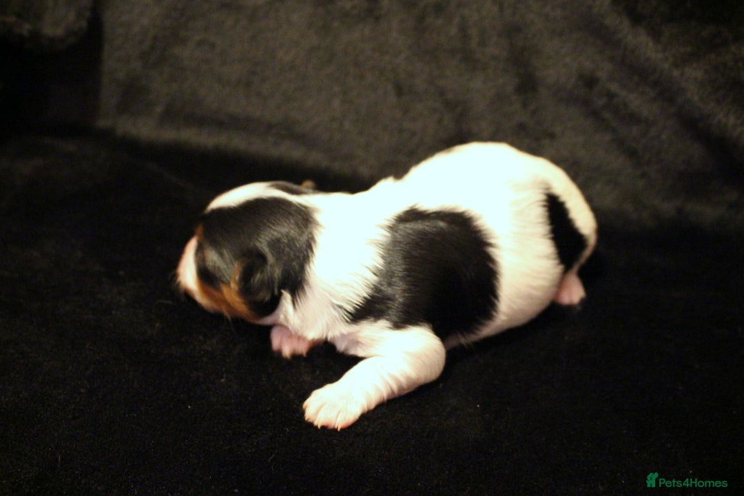 Biewer Terrier dogs for sale: Stunning Biewer girl Licensed breeder Health test  - Image 6