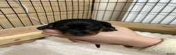 Miniature Dachshund dogs for sale: Miniature Dachshunds Ready 6th Feb  - Advert 15