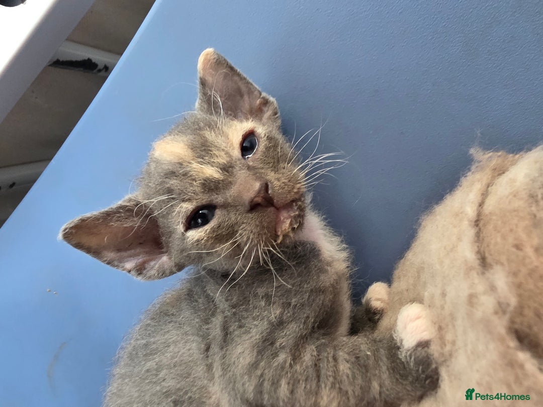 Sphynx cats for sale: Adorable Grey Female Sphynx x Devon Rex Elf Mix  - Image 1