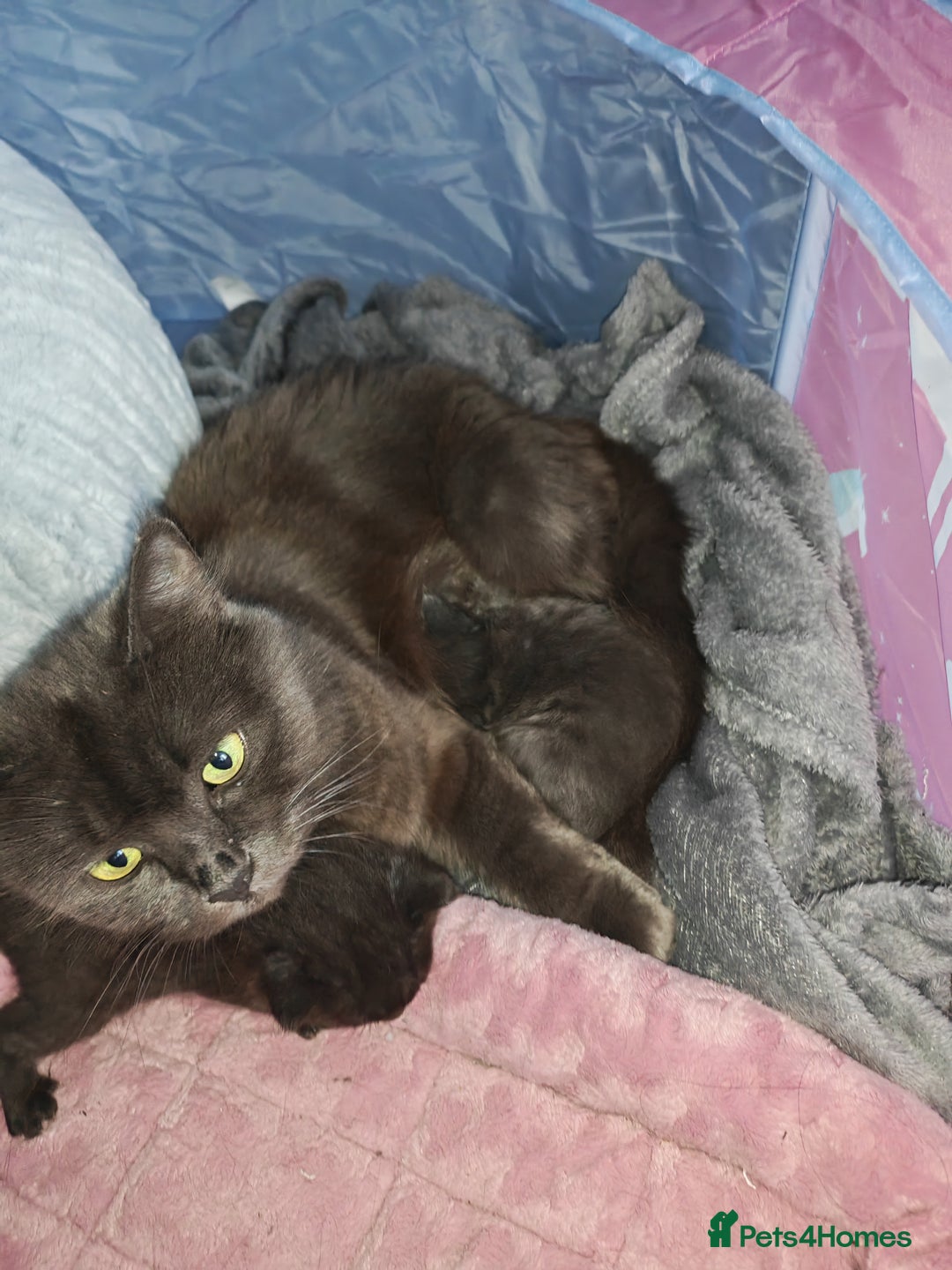 Russian Blue cats for sale: Stunning Russian blue kittens  - Advert 8