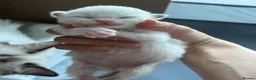 Ragdoll cats for sale: Pure Ragdoll Kittens – Available for Reservation  - Advert 4