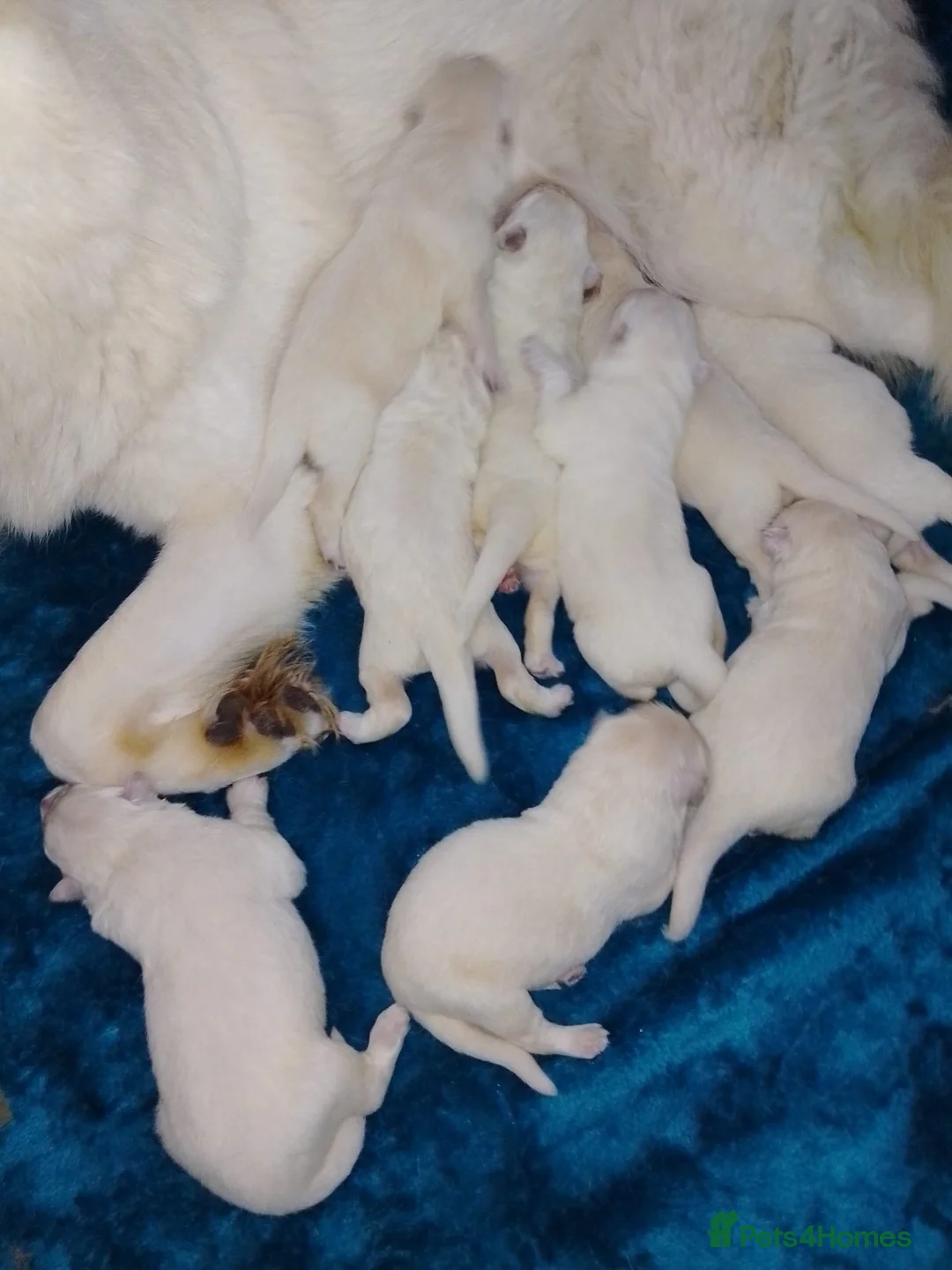 German Shepherd dogs for sale: Straight back White German Shepherd pups for sale - Advert 2