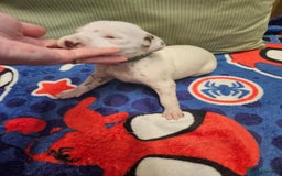 Dalmatian dogs for sale: 6 KC Dalmatian puppies Left - Image 22