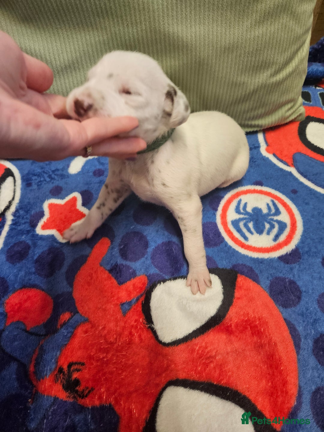 Dalmatian dogs for sale: 6 KC Dalmatian puppies Left - Image 22