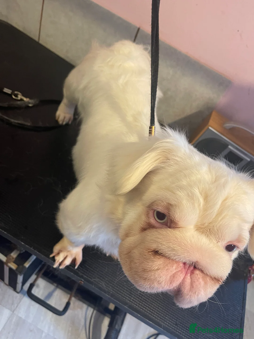 French Bulldog dogs for sale: Beautiful Pink French Bulldog for sale  - Advert 2