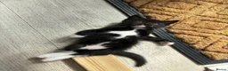 Ragdoll cats for sale: 2 Beautiful Black / White Ragdoll Cross Kittens in Bexhill-on-Sea - Advert 6