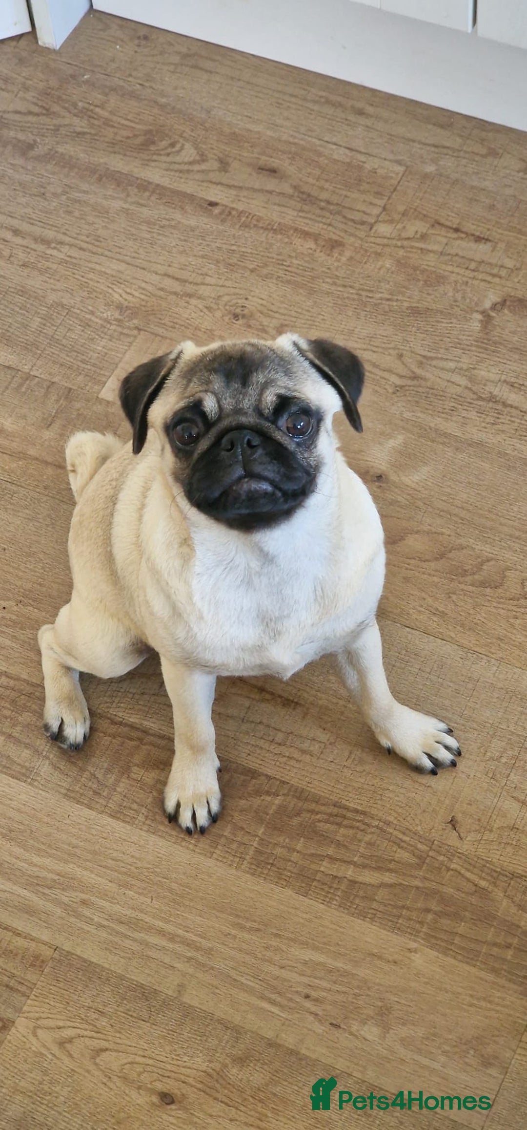 Mixed Breed dogs for sale: Pug/Japanese chin puppies - Advert 3