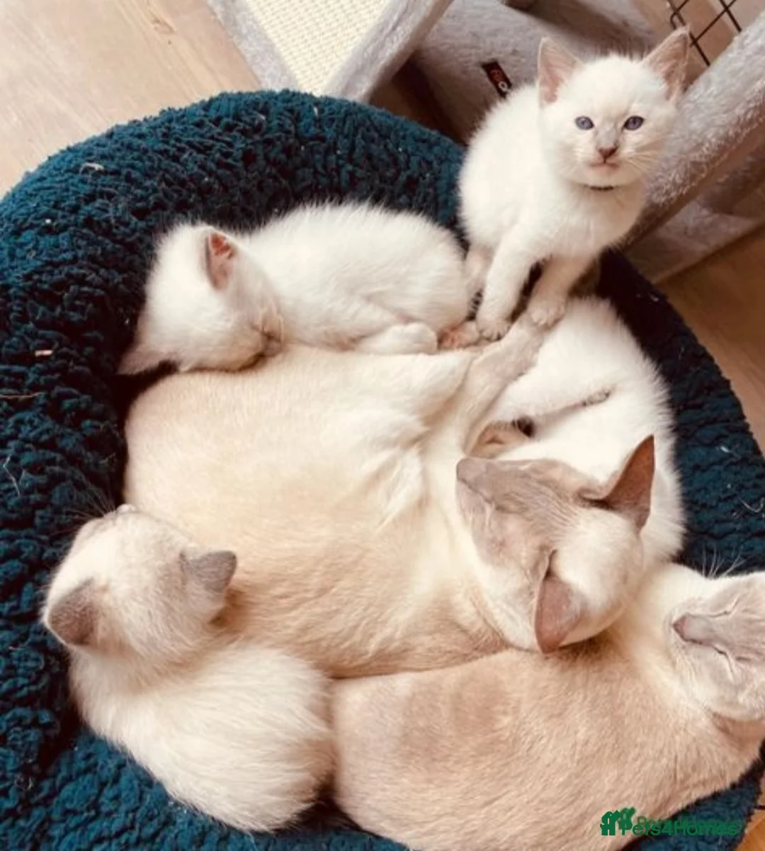 Ragdoll cats for stud: Stud Muffin in Ilkeston - Advert 13