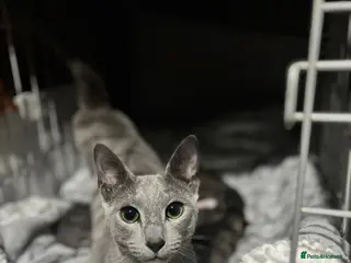 Mixed Breed cats Russian blue cross - Advert 1