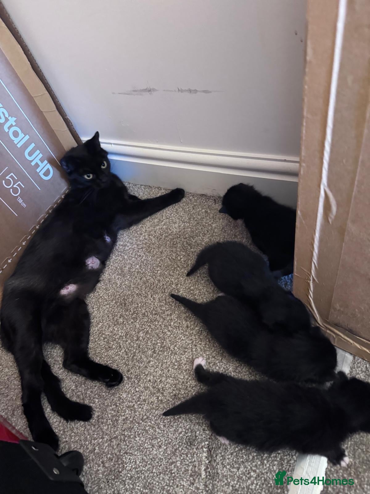 Mixed Breed cats Kittens - Advert 6