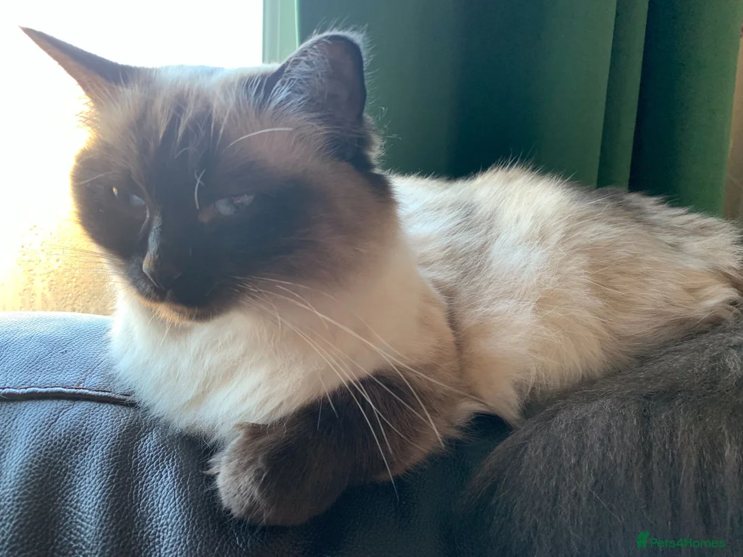 Mixed Breed cats for sale: Mixed Pointed Ragdoll & Persian  in London - Advert 1