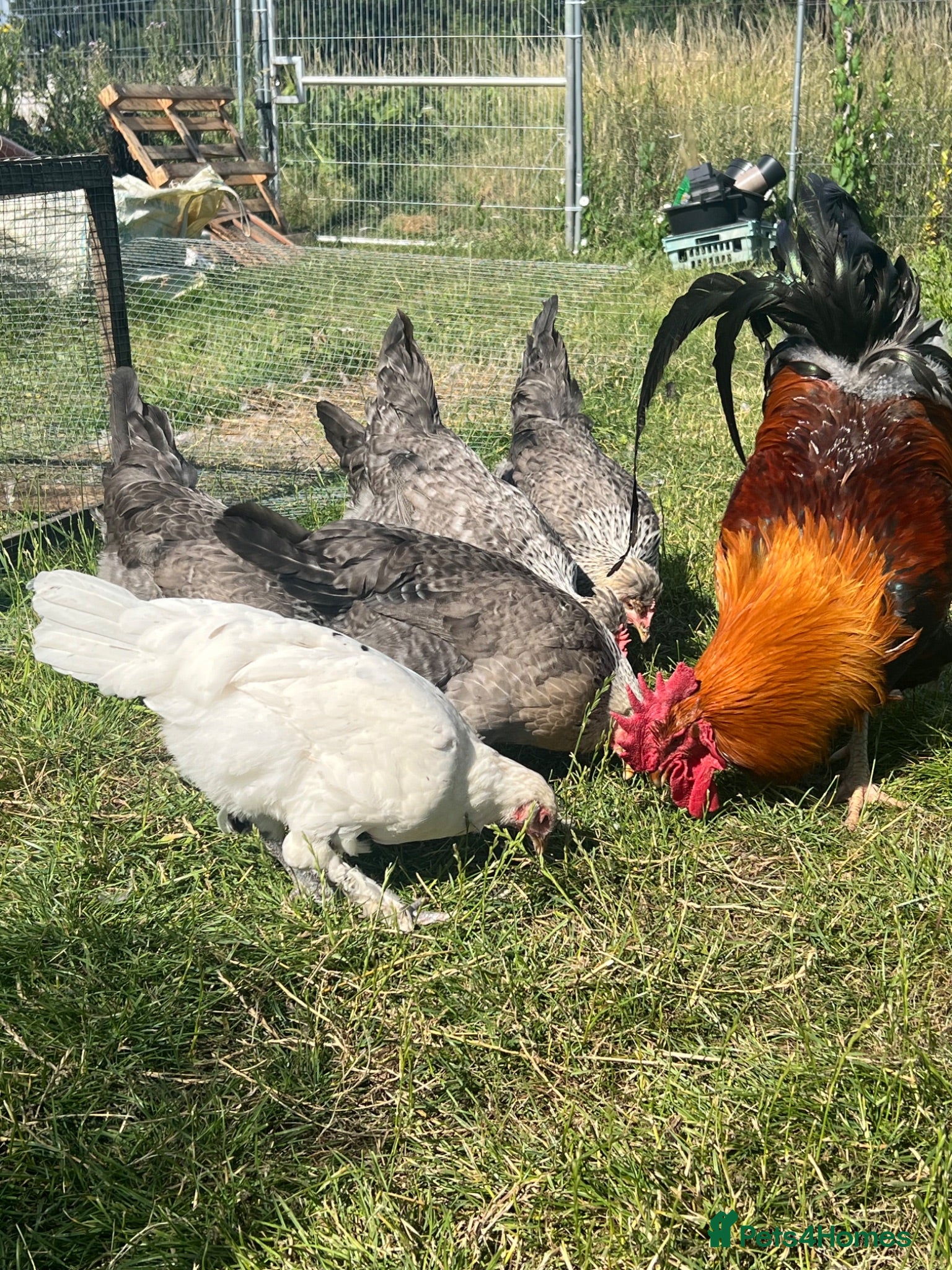 Chickens poultry Various hens chicks and hatching eggs  - Advert 23