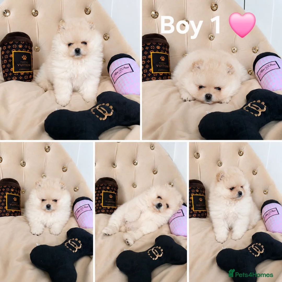 Pomeranian dogs for sale:  ✨KCRegistered ✨️ Teddy Bear Pomeranian Puppies 🐾 in Clydebank - Advert 2
