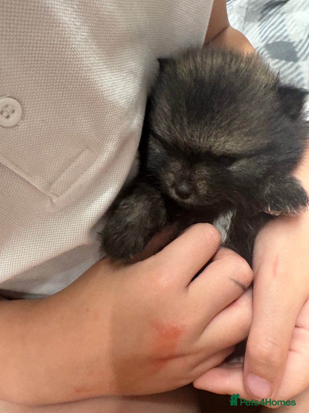 Pomeranian dogs for sale: Litter of pomeranians  - Advert 2