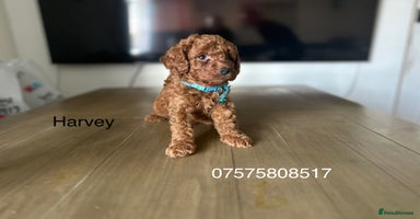 Cockapoo dogs - Advert 13