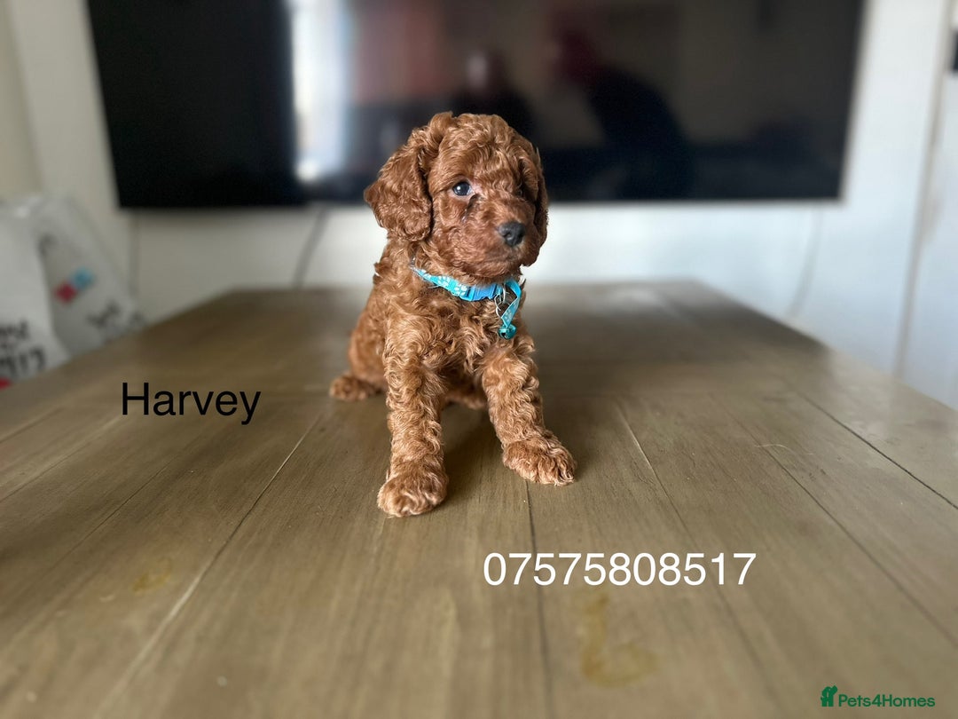 Cockapoo dogs for sale:  Perfect Cockapoo Puppies  🐶  - Image 7