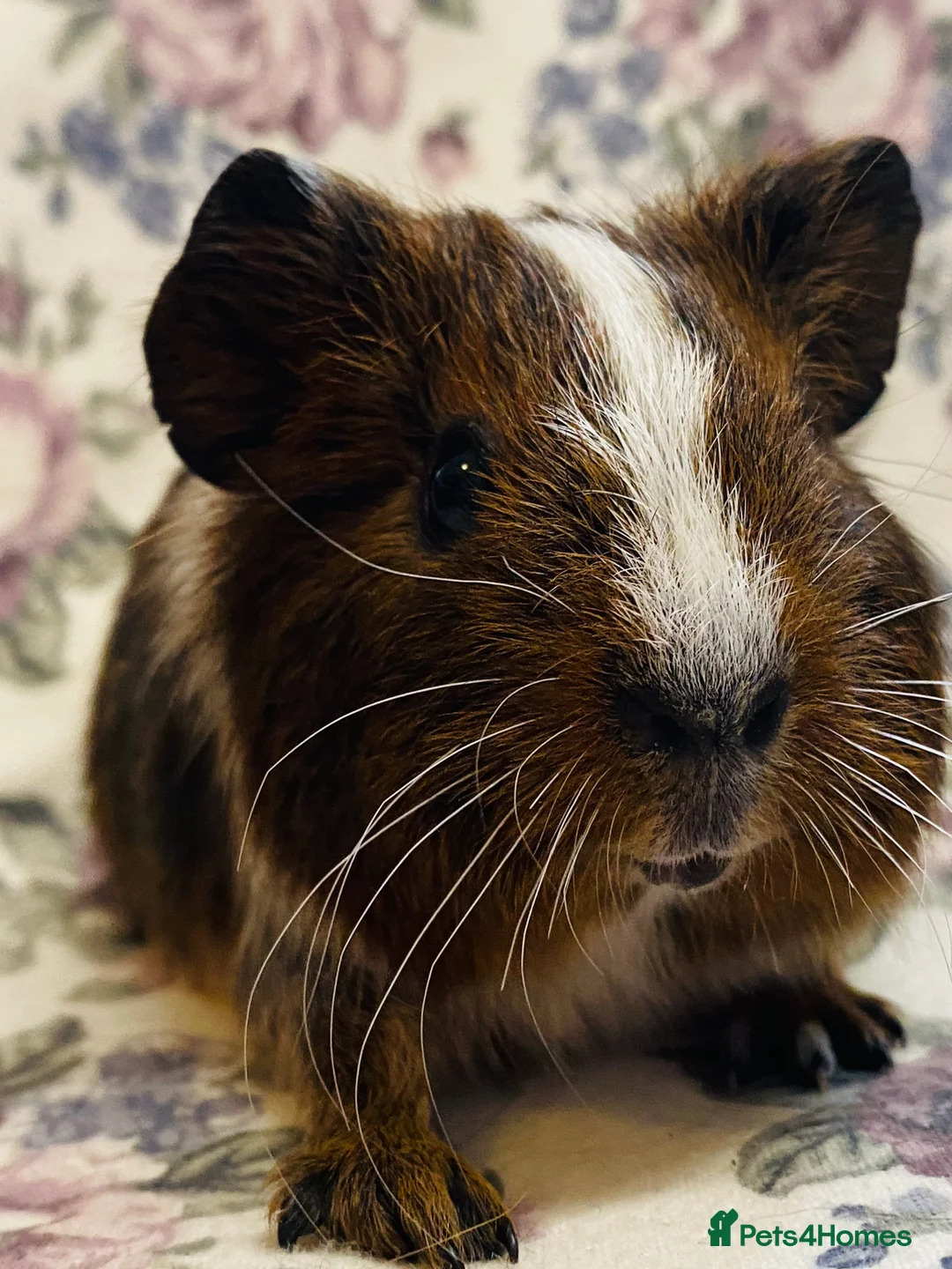 Guinea Pig rodents for sale: Pretty mix of male guineapig babies and youngsters - Advert 19