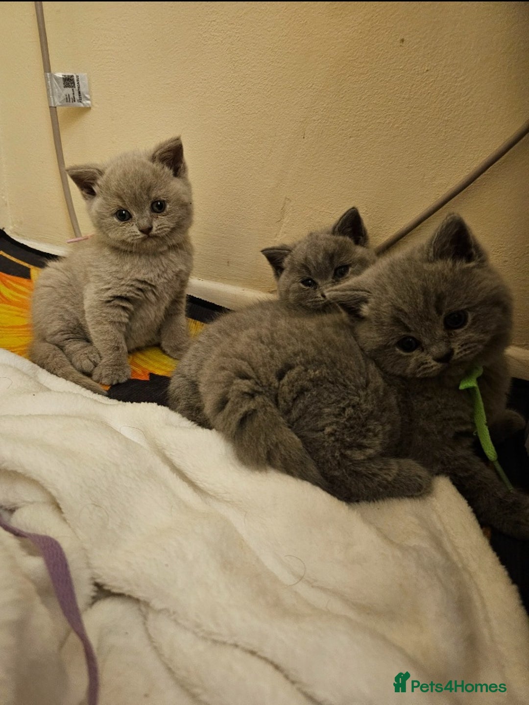 British Shorthair cats for sale: 🐾 Beautiful British Shorthair Kittens for Sale 🐾 - Advert 5