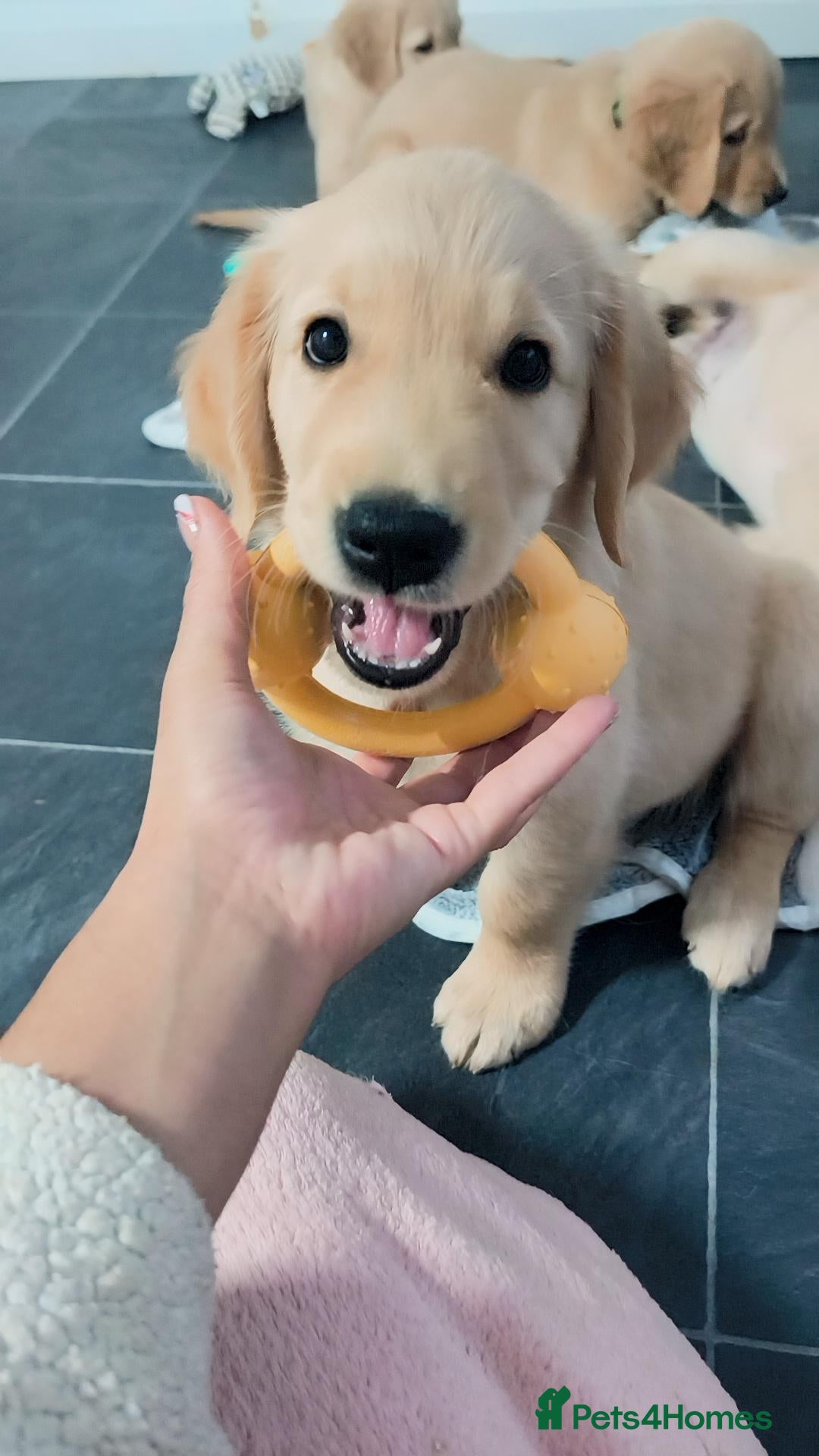 Golden Retriever dogs ✨🐾 Beautiful Golden Retriever Puppies🐾✨ - Advert 2