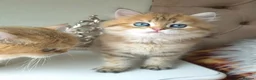 British Longhair cats for sale: British Longhair/Shorthair black golden shaded  - Advert 29
