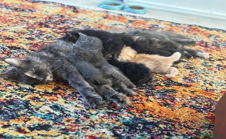 Maine Coon cats - Advert 3
