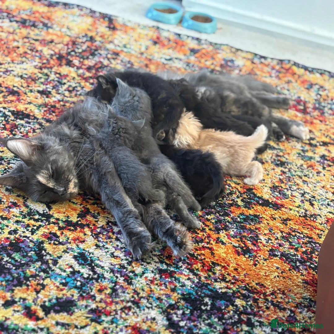 Maine Coon cats for sale: Half main coon kittens  - Image 1