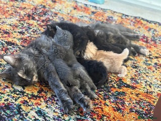 Maine Coon cats - Advert 32