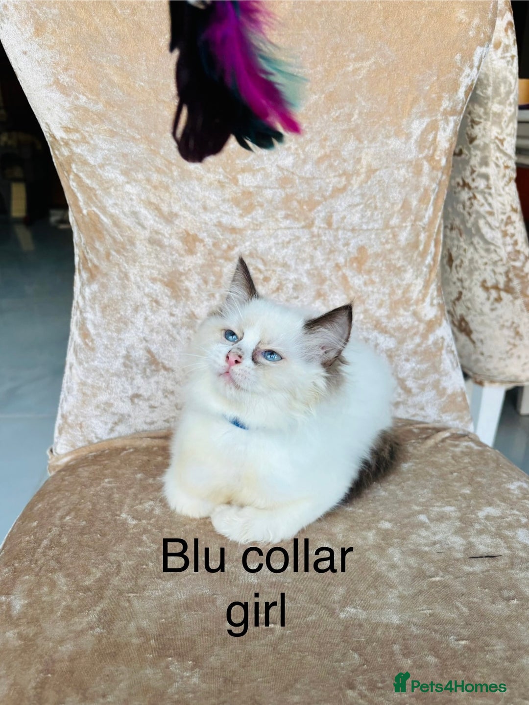 Ragdoll cats for sale: Beautiful ragdoll kittens  - Advert 6