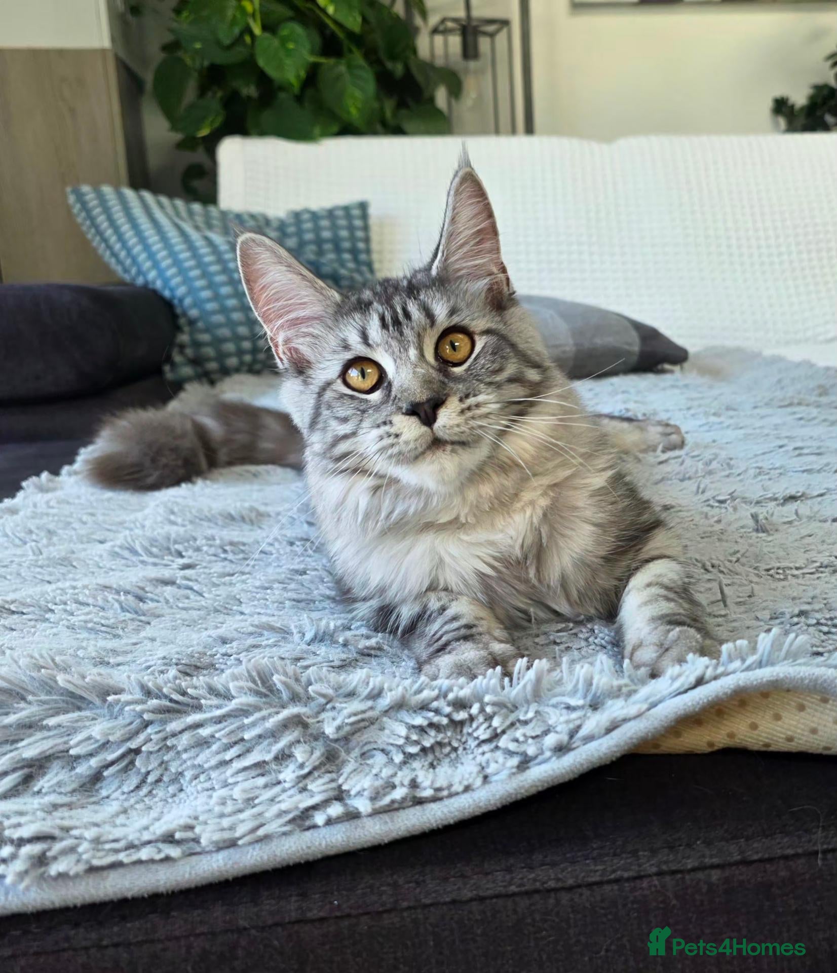 Maine Coon cats Premium Pedigree Maine Coon Kittens – Ready Now 🐾 - Advert 1