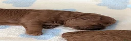 Cavapoo dogs for sale: F1B Deep Fox Red High Quality DNA Clear Puppies  - Advert 6