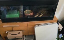 Python Snake reptiles for sale: Python  - Image 3