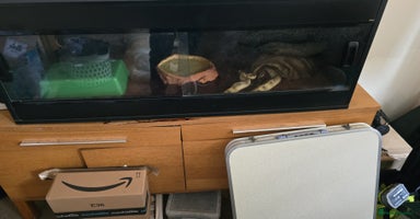 Python Snake reptiles - Advert 9
