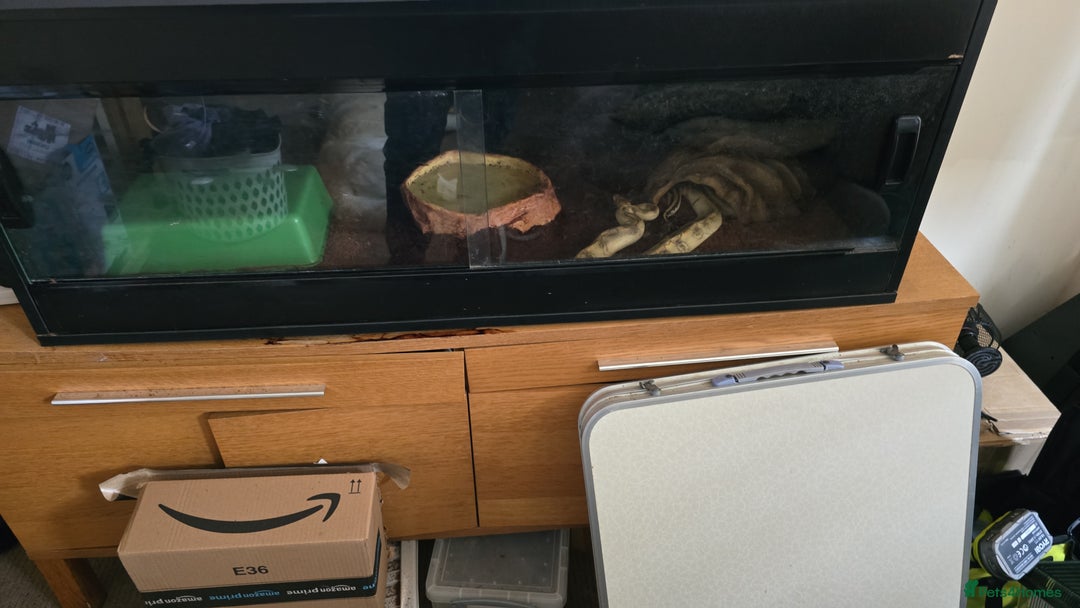 Python Snake reptiles for sale: Python  - Image 3