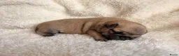 Pug dogs for sale: 🐾 Stunning Pug puppies 🐾 in Wigan - Advert 30