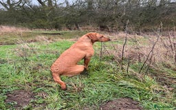 Labrador Retriever dogs for sale: KC Reg Health Tested Fox Reds Working Lines 4 Gen - Image 10