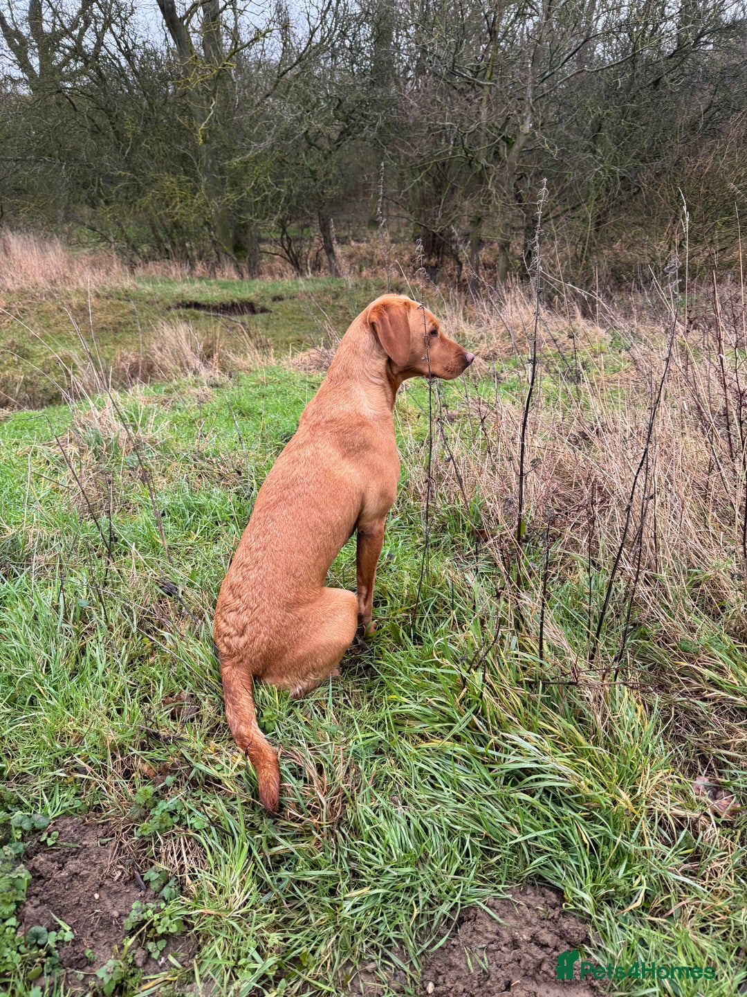 Labrador Retriever dogs for sale: KC Reg Health Tested Fox Reds Working Lines 4 Gen - Image 10