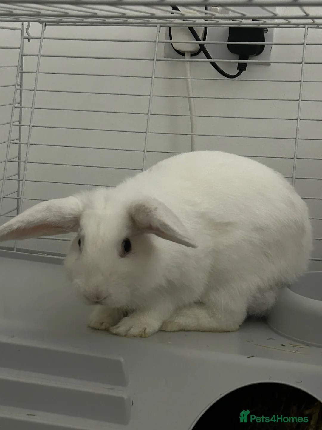English Lop rabbits for sale: Rabbit in Warrington - Advert 5