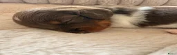 Miniature Dachshund dogs for sale: Adorable long haired miniature dachshund  in Bristol - Advert 13