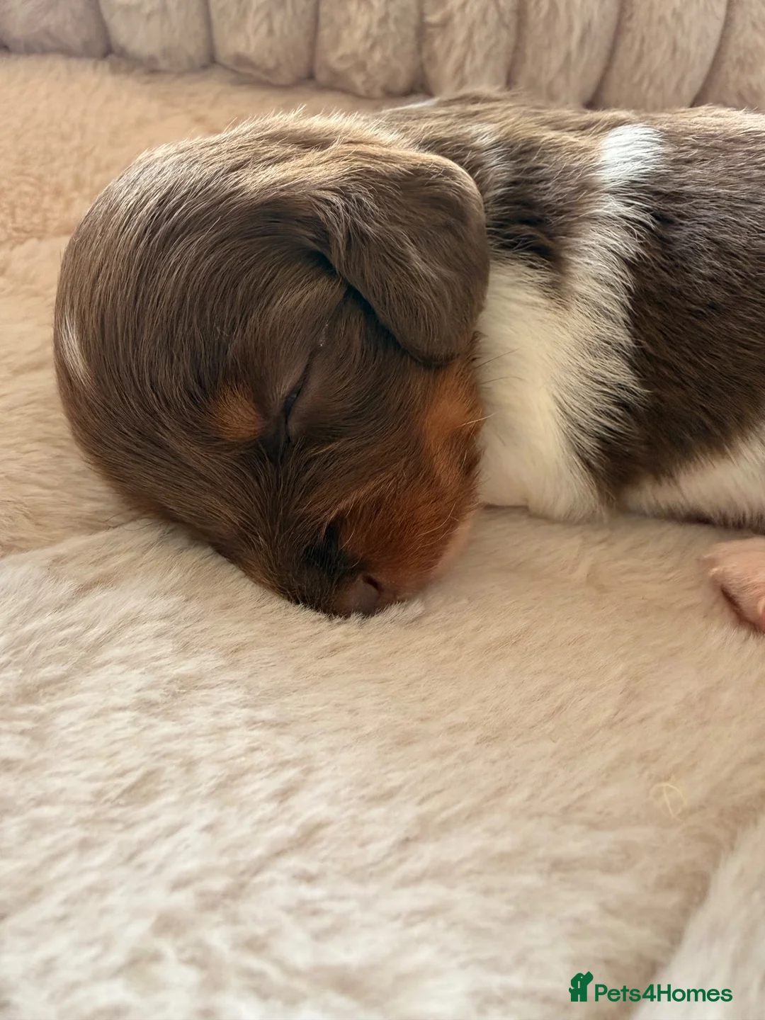 Miniature Dachshund dogs for sale: Adorable long haired miniature dachshund  in Bristol - Advert 13