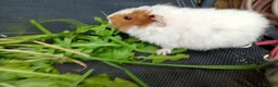 Guinea Pig rodents for sale: Beautiful baby girl piggies  - Advert 6